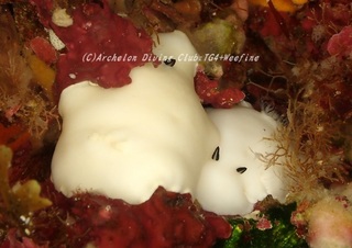 yukidama230918-n.jpg