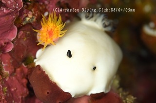 yukidama240510-n.jpg
