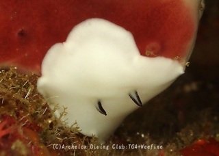 yukidama240625-s.jpg