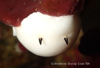 yukidama240702-ss.jpg