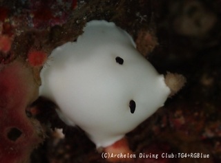 yukidama250111-y.jpg
