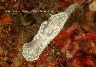 yukidoke240603-n.jpg
