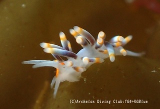yuugure250330-y.jpg