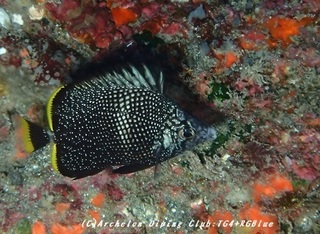yuzen180818.jpg