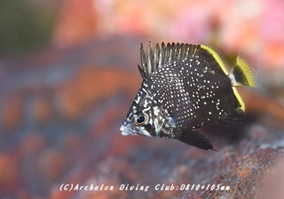 yuzen180827-08.jpg