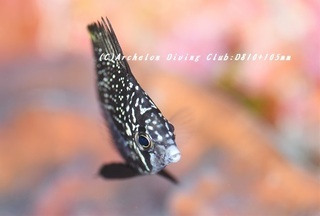 yuzen180827-09.jpg