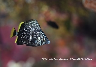 yuzen190821.jpg