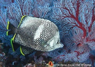 yuzen200602-01.jpg