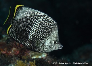 yuzen200604.jpg