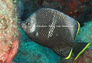 yuzen201107.jpg