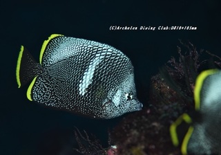 yuzen210105-na.jpg