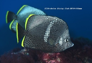 yuzen210112-na.jpg