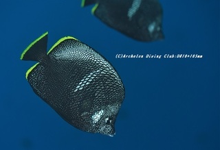 yuzen210228-na.jpg