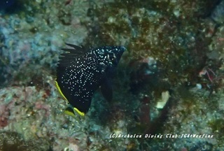 yuzen230822-n.jpg