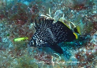 yuzen230825-n.jpg