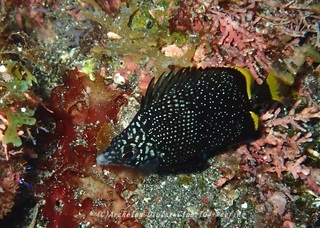 yuzen230914.jpg