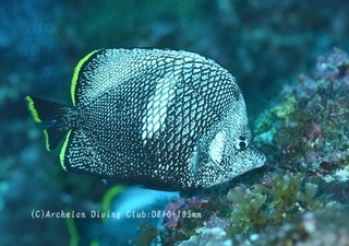 yuzen231126-n.jpg
