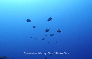 yuzen240229-n.jpg