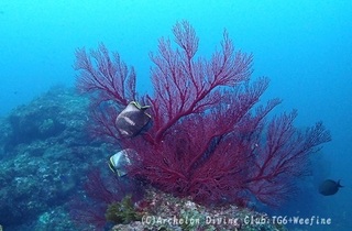 yuzen240416-n.jpg