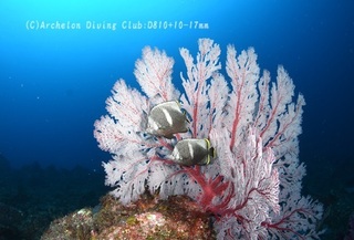yuzen240515-n.jpg