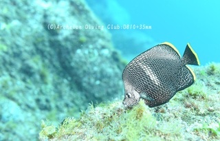 yuzen240524-n.jpg