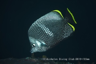 yuzen240613-n.jpg