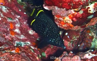 yuzen240909-ide.jpg