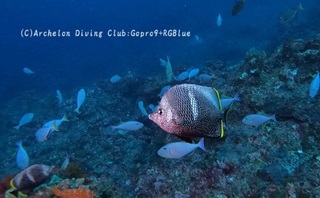 yuzen241213-n.jpg
