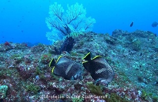yuzen250112-n.jpg