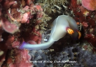 zouge190416-t.jpg