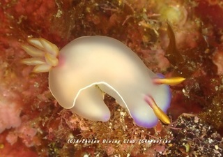 zouge230807-tare.jpg