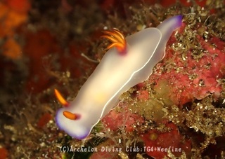 zouge240526-n.jpg