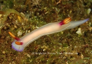 zouge240527-y.jpg