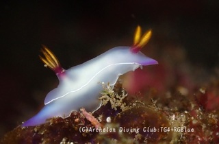 zouge250325-y.jpg