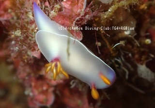 zouge250408-y.jpg